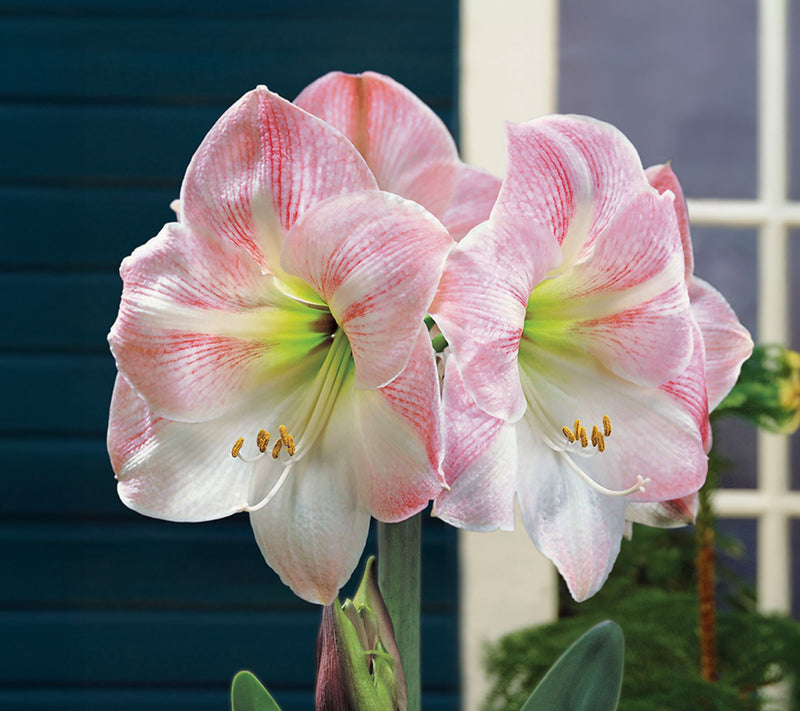 Ships 10/5/26 de Jager 1pc Gigantic Amaryllis Live Bulb — Main view