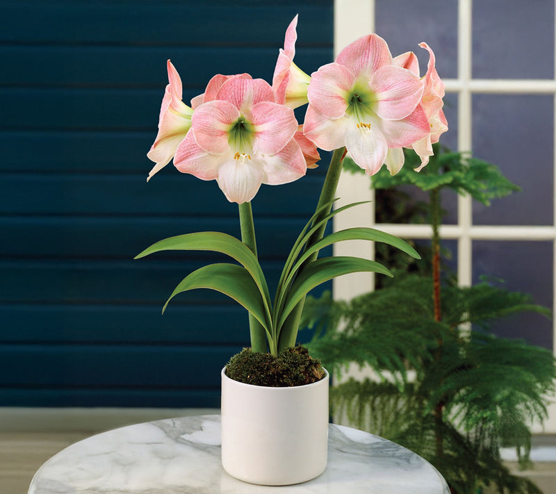 Ships 10/5/26 de Jager 1pc Gigantic Amaryllis Live Bulb — View 2