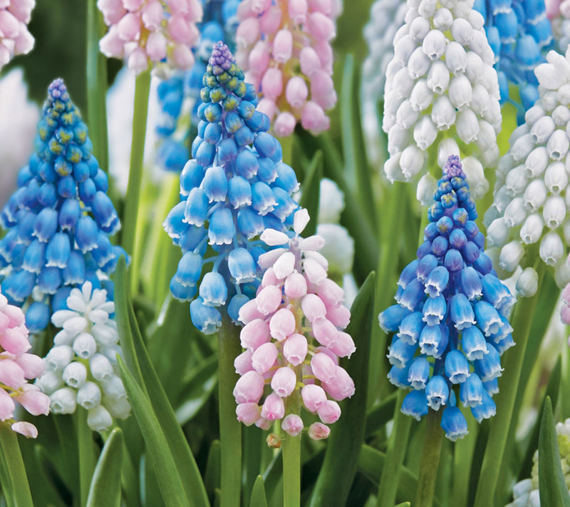 Ships 10/5/26 de Jager 24pc Magical Muscari Live Bulbs — Main view