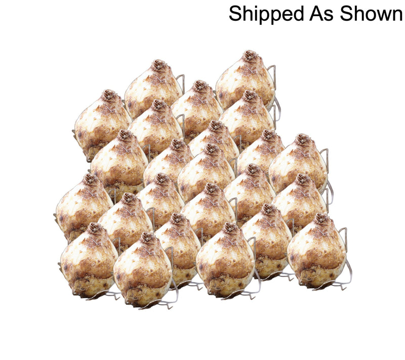 Ships 10/5/26 de Jager 24pc Magical Muscari Live Bulbs — View 3