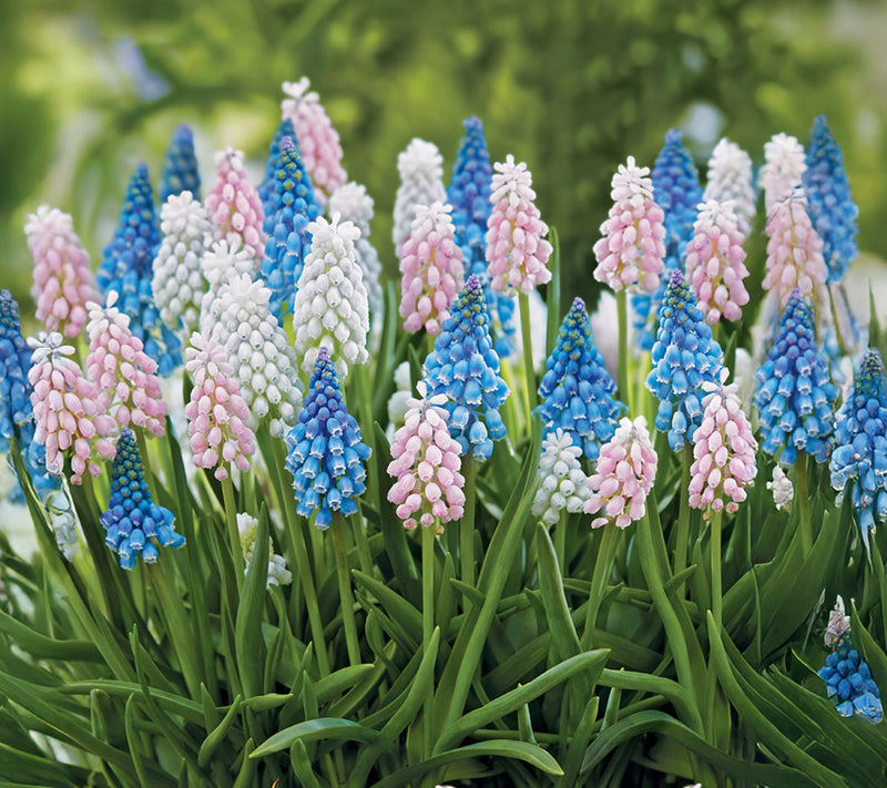 Ships 10/5/26 de Jager 24pc Magical Muscari Live Bulbs — View 2