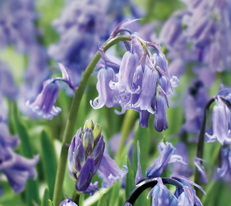 Ships 10/5/26 de Jager 15pc True English Bluebell Live Bulbs — Main view
