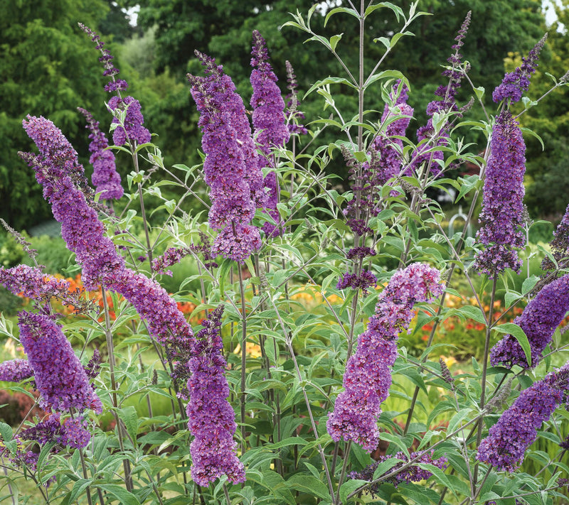 Girl Next Door 1-Piece Magenta Munchkin Butterfly Bush Live Plant — View 4