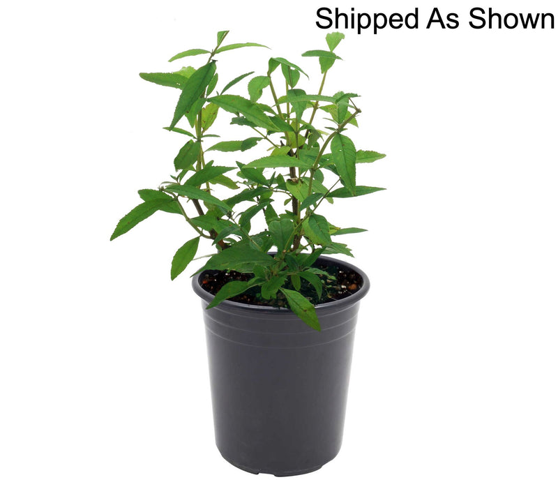 Girl Next Door 1-Piece Magenta Munchkin Butterfly Bush Live Plant — View 7