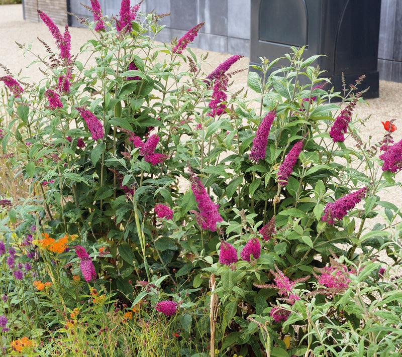 Girl Next Door 1-Piece Magenta Munchkin Butterfly Bush Live Plant — Main view