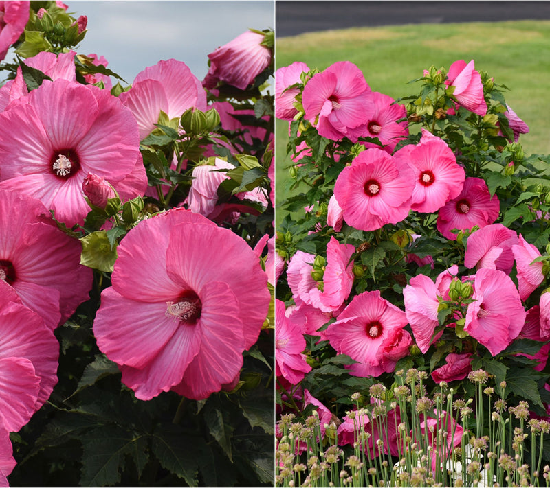 Girl Next Door 1-Piece Hardy Hibiscus Airbrush Effect Bareroot Plant — View 3