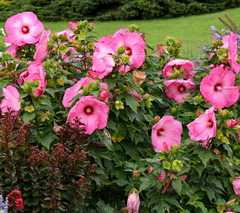 Girl Next Door 1-Piece Hardy Hibiscus Airbrush Effect Bareroot Plant — Main view