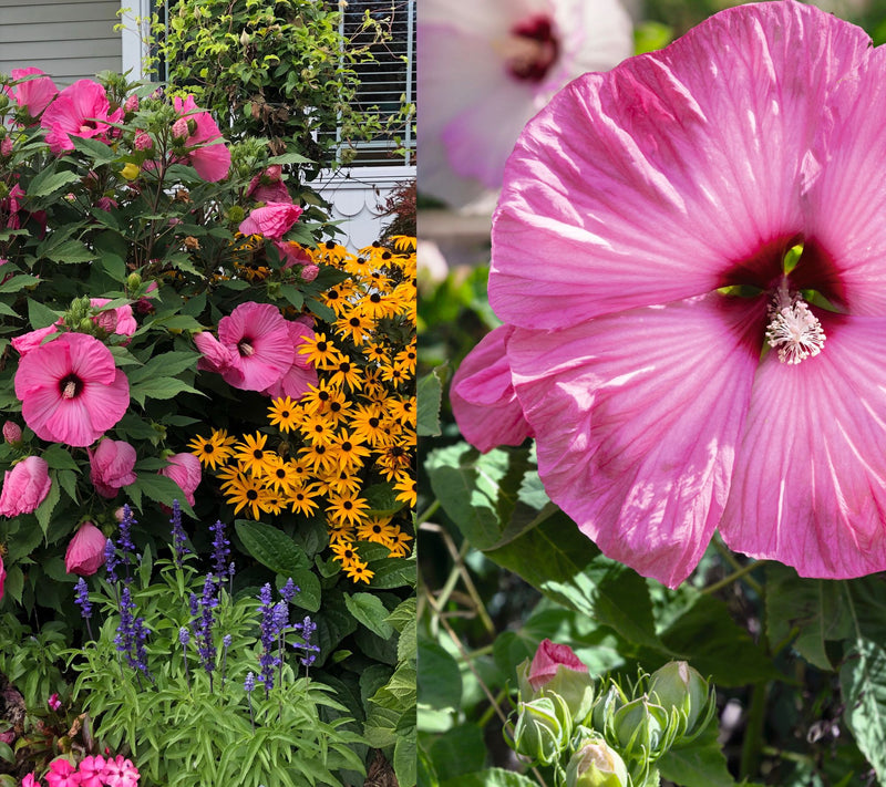 Girl Next Door 1-Piece Hardy Hibiscus Airbrush Effect Bareroot Plant — View 5