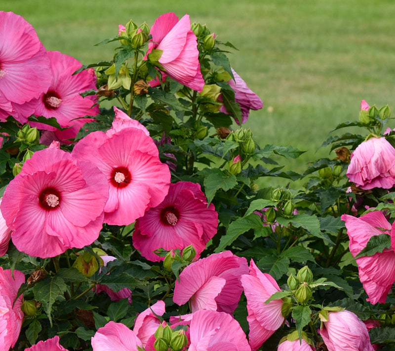 Girl Next Door 1-Piece Hardy Hibiscus Airbrush Effect Bareroot Plant — View 2