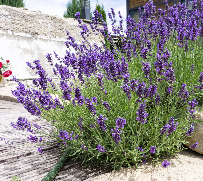 Roberta's 3pc Dwarf and Compact Super Blue Lavender Live Plants — View 2