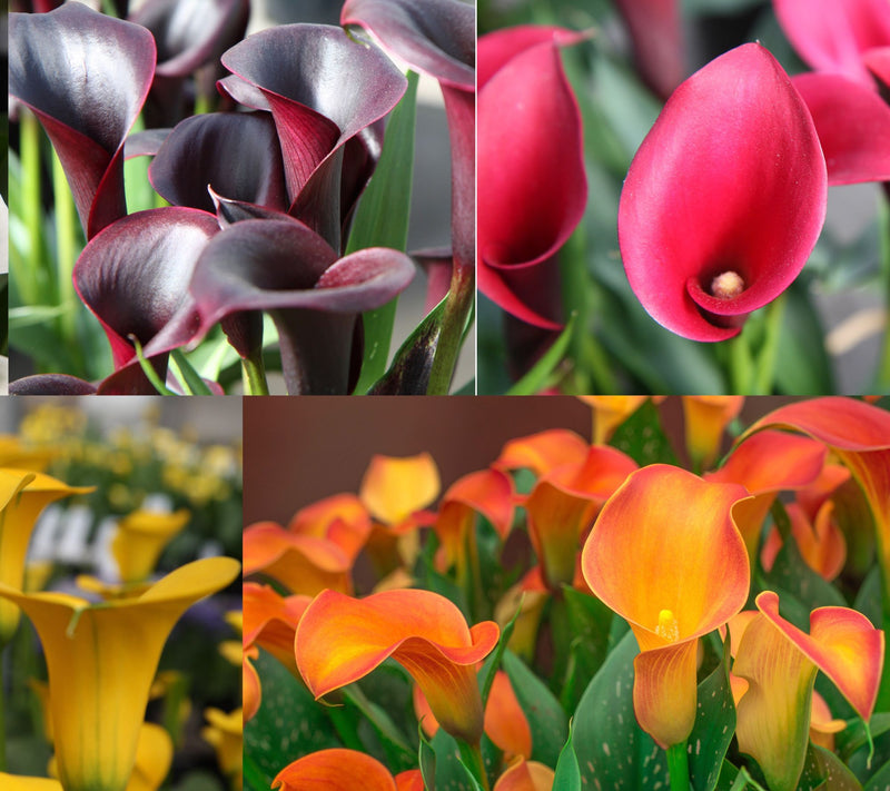 Roberta's 5-Piece Long Blooming Calla Lilies Live Bulbs — Main view