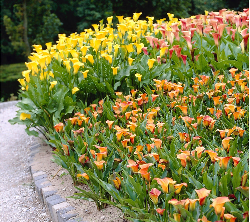 Roberta's 5-Piece Long Blooming Calla Lilies Live Bulbs — View 5