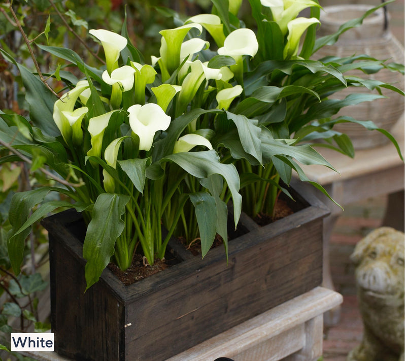 Roberta's 5-Piece Long Blooming Calla Lilies Live Bulbs — View 6