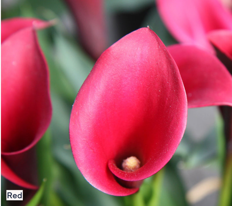 Roberta's 5-Piece Long Blooming Calla Lilies Live Bulbs — View 2
