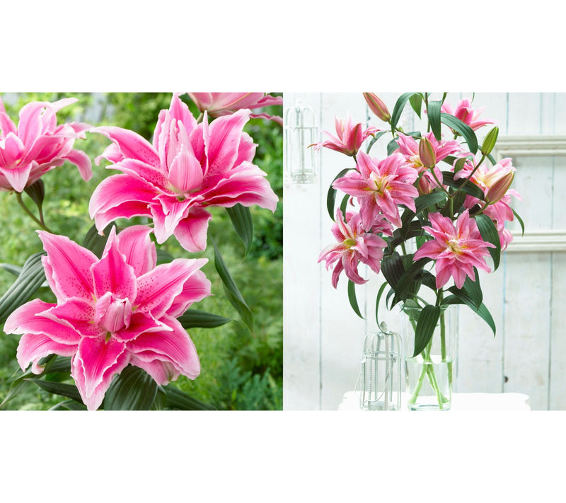 Roberta's 5-Piece Roselily Live Bulbs with 2lb Fertilizer — View 6