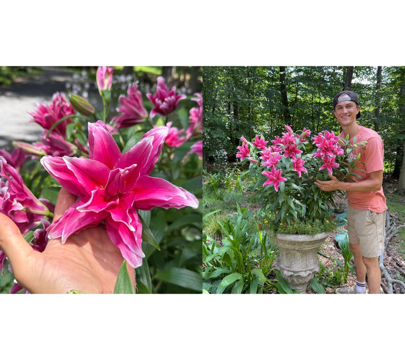 Roberta's 5-Piece Roselily Live Bulbs with 2lb Fertilizer — View 3