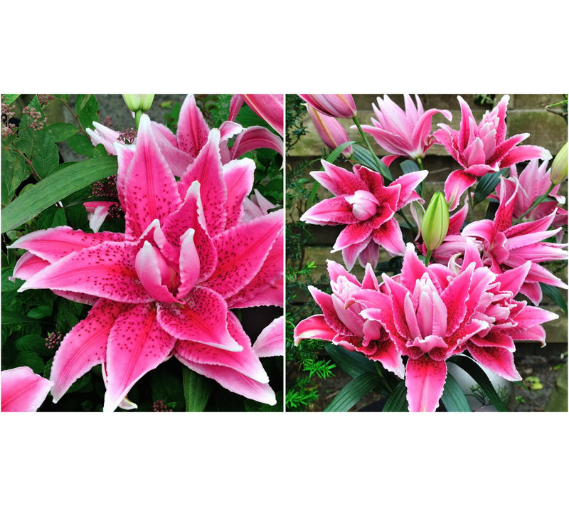 Roberta's 5-Piece Roselily Live Bulbs with 2lb Fertilizer — View 7