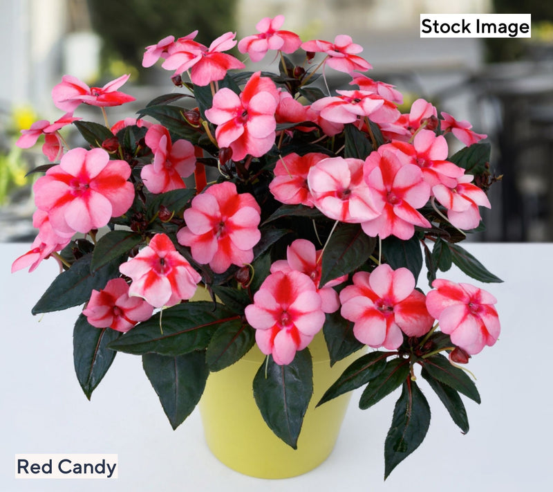 Cottage Farms 3-Piece Candy SunPatiens Live Plants — View 7