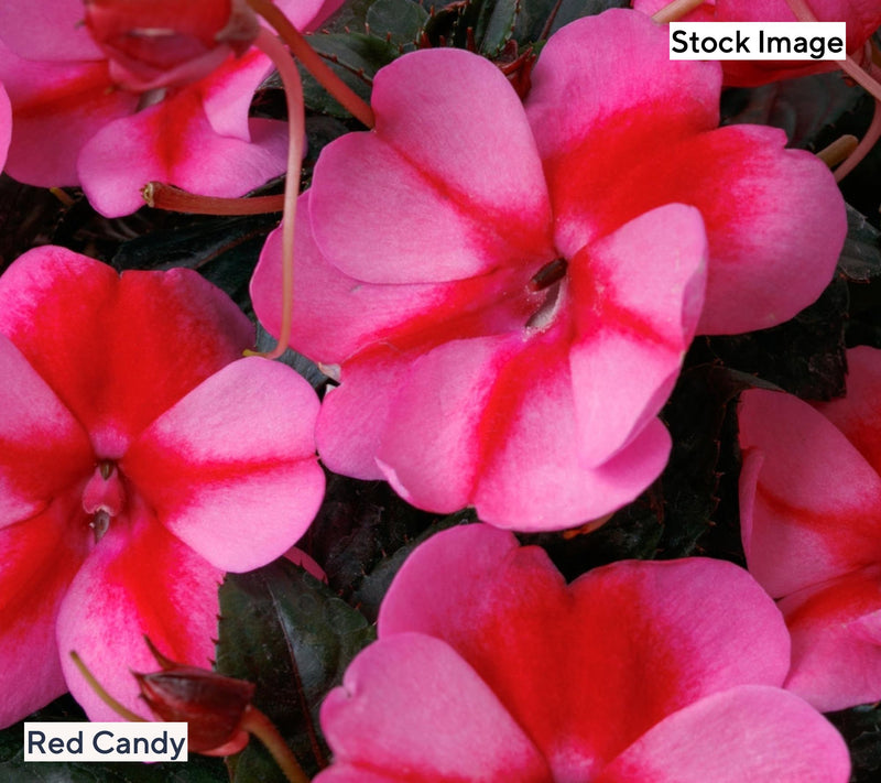 Cottage Farms 3-Piece Candy SunPatiens Live Plants — View 4