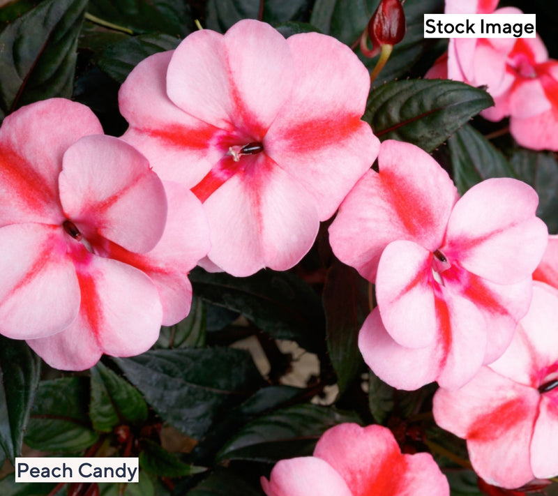 Cottage Farms 3-Piece Candy SunPatiens Live Plants — View 2
