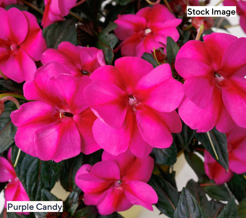 Cottage Farms 3-Piece Candy SunPatiens Live Plants — View 3