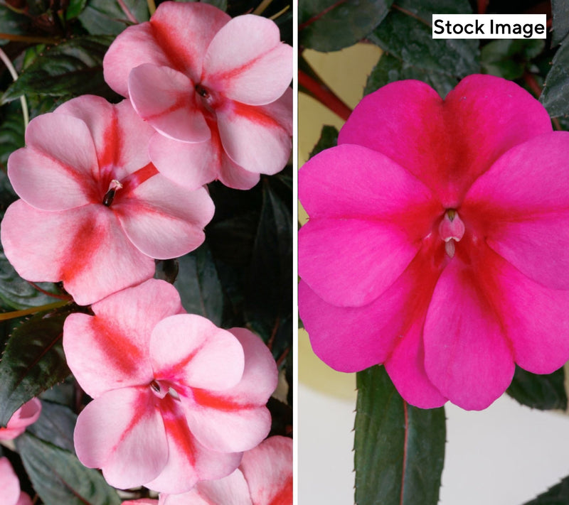 Cottage Farms 3-Piece Candy SunPatiens Live Plants — Main view