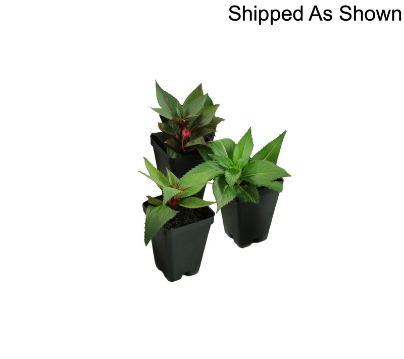 Cottage Farms 3-Piece Candy SunPatiens Live Plants — View 8