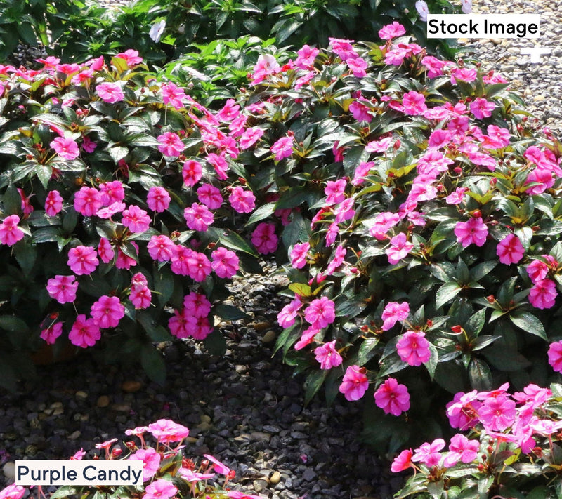 Cottage Farms 3-Piece Candy SunPatiens Live Plants — View 6