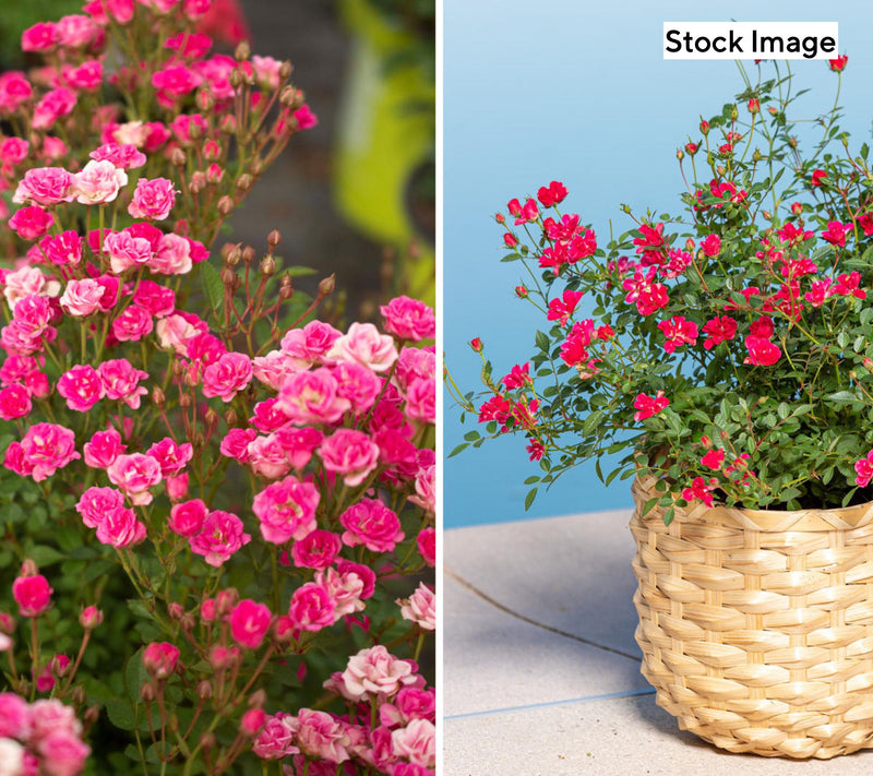Cottage Farms 2-Piece Pinku Rose Live Plant — View 4