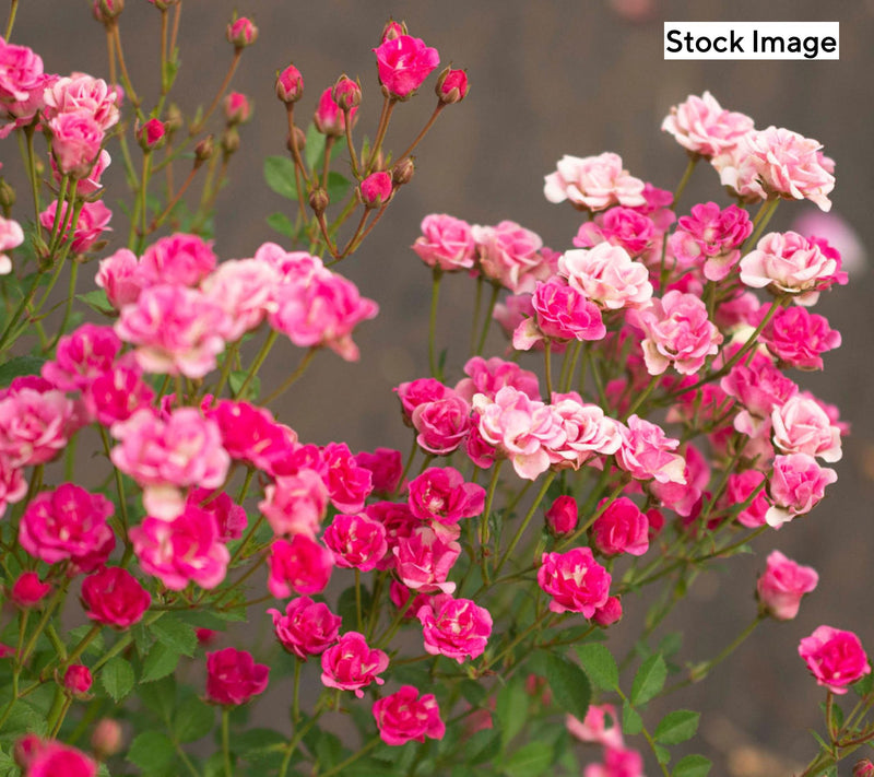 Cottage Farms 2-Piece Pinku Rose Live Plant — View 5