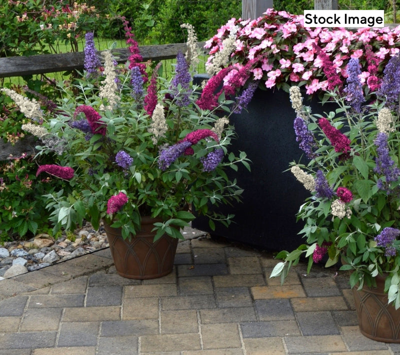 Cottage Farms 2-Piece Triple Twist Butterfly Bush Live Plants — View 6