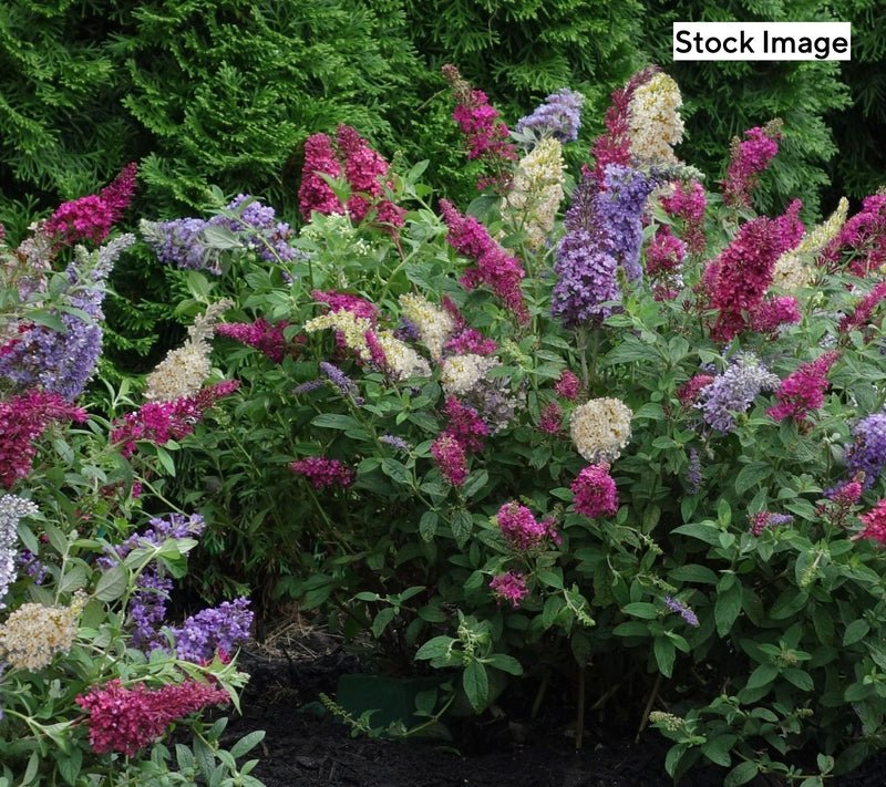 Cottage Farms 2-Piece Triple Twist Butterfly Bush Live Plants — Main view