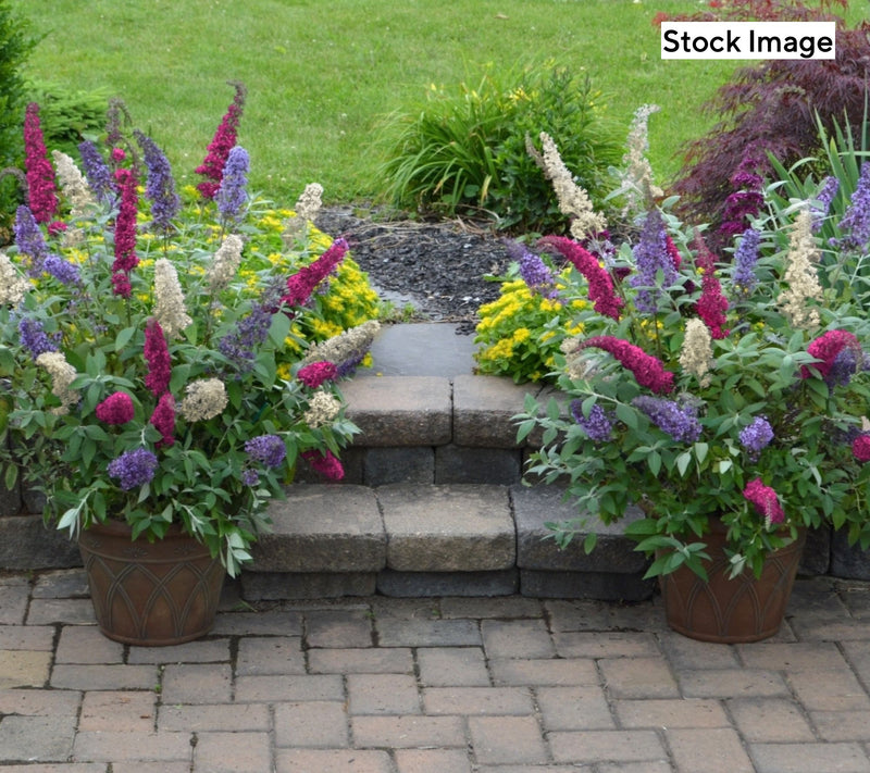 Cottage Farms 2-Piece Triple Twist Butterfly Bush Live Plants — View 5