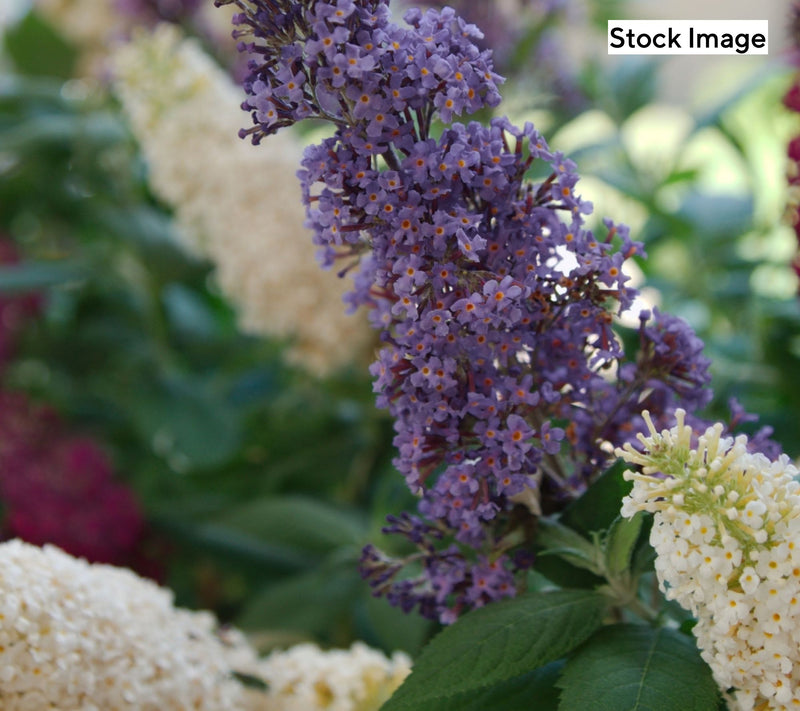 Cottage Farms 2-Piece Triple Twist Butterfly Bush Live Plants — View 2