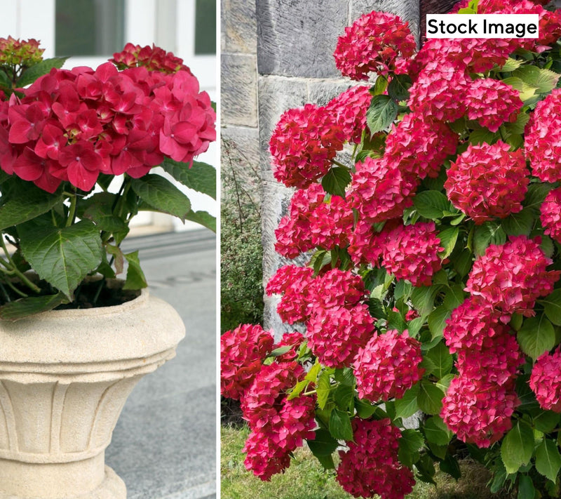 Cottage Farms 2-Piece Glowing Embers Hydrangea Live Plants — View 2