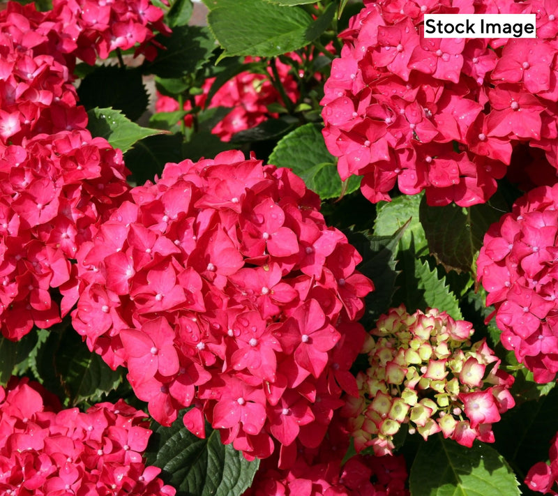 Cottage Farms 2-Piece Glowing Embers Hydrangea Live Plants — View 5