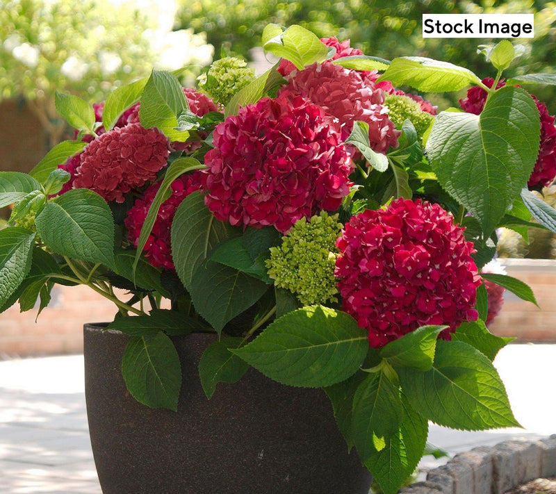 Cottage Farms 2-Piece Glowing Embers Hydrangea Live Plants — View 3