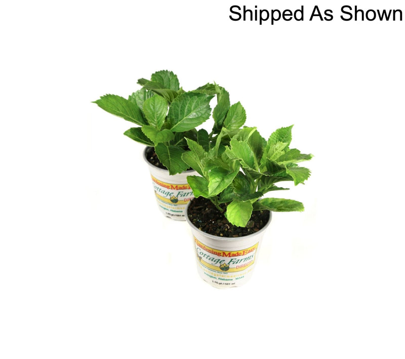 Cottage Farms 2-Piece Glowing Embers Hydrangea Live Plants — View 6