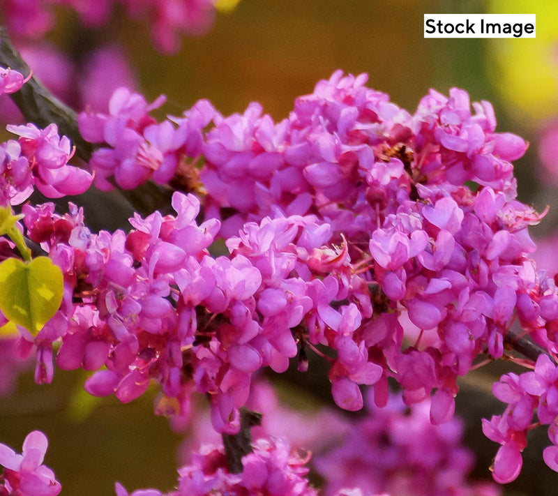 Cottage Farms 1-Piece Hearts A'Fire Redbud Tree Live Plant — View 2