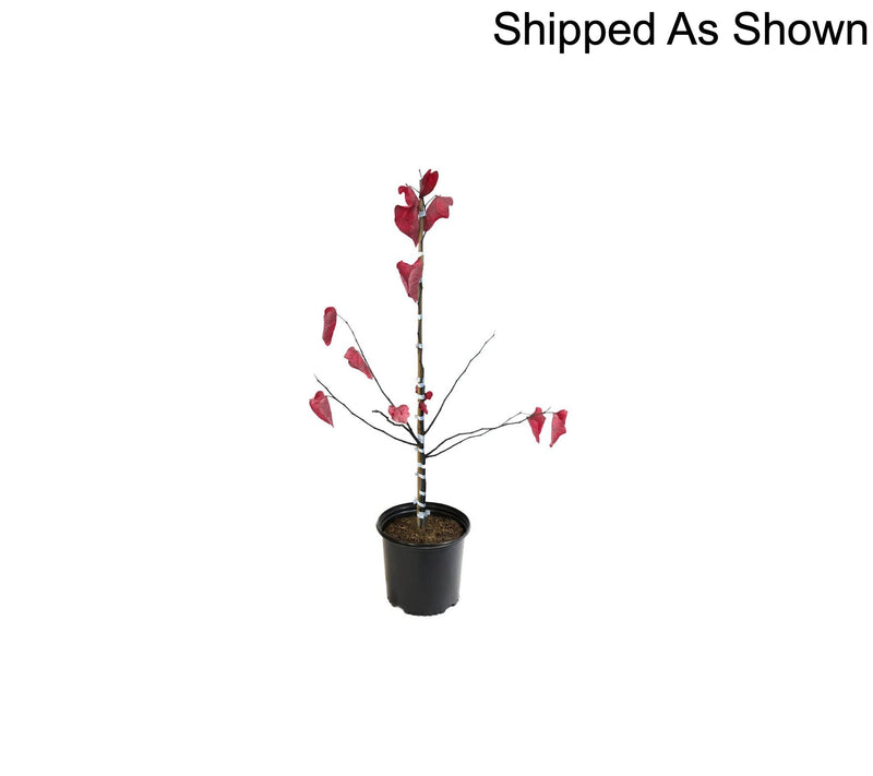 Cottage Farms 1-Piece Hearts A'Fire Redbud Tree Live Plant — View 4