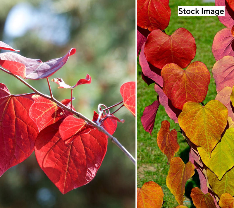 Cottage Farms 1-Piece Hearts A'Fire Redbud Tree Live Plant — View 3