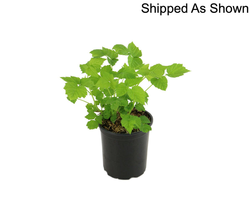 Cottage Farms 1-Piece Summerlong Red Raspberry Live Plant — View 7