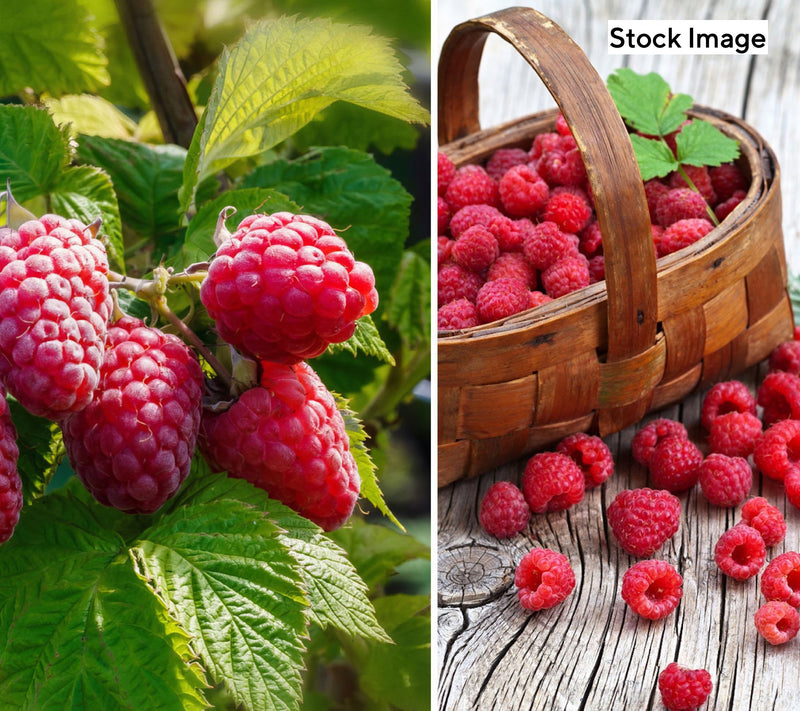 Cottage Farms 1-Piece Summerlong Red Raspberry Live Plant — View 3