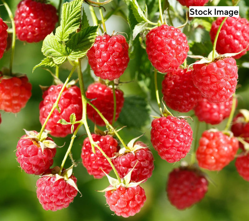 Cottage Farms 1-Piece Summerlong Red Raspberry Live Plant — Main view