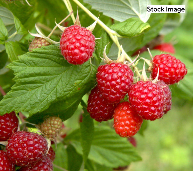 Cottage Farms 1-Piece Summerlong Red Raspberry Live Plant — View 5