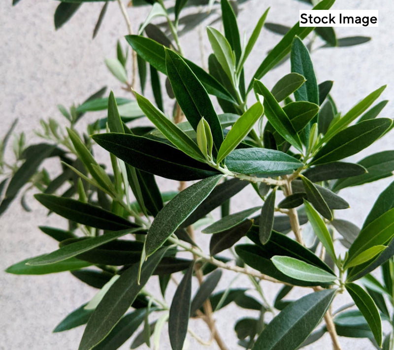 Cottage Farms 1-Piece Elegant Indoor Olive Live Plant — Main view