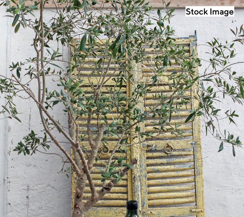 Cottage Farms 1-Piece Elegant Indoor Olive Live Plant — View 2
