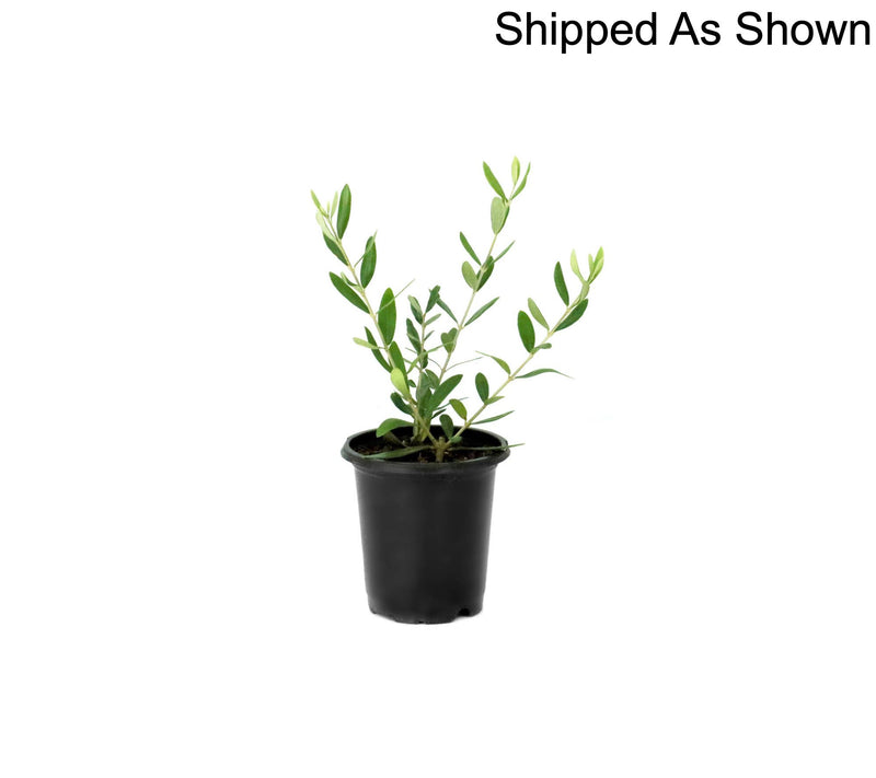 Cottage Farms 1-Piece Elegant Indoor Olive Live Plant — View 3