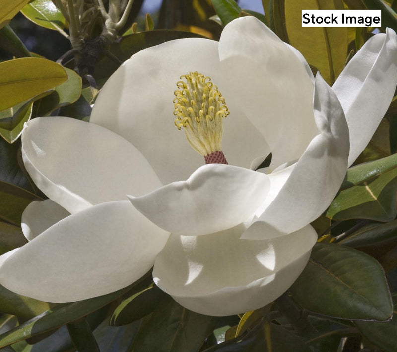 Cottage Farms 1-Piece Moonglow Magnolia Live Plant — Main view