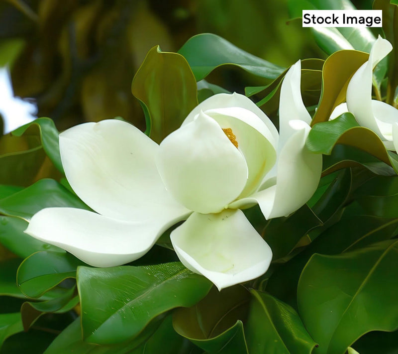 Cottage Farms 1-Piece Moonglow Magnolia Live Plant — View 3